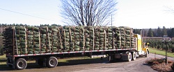 Truck leaving to deliver Christmas trees to Massachusetts