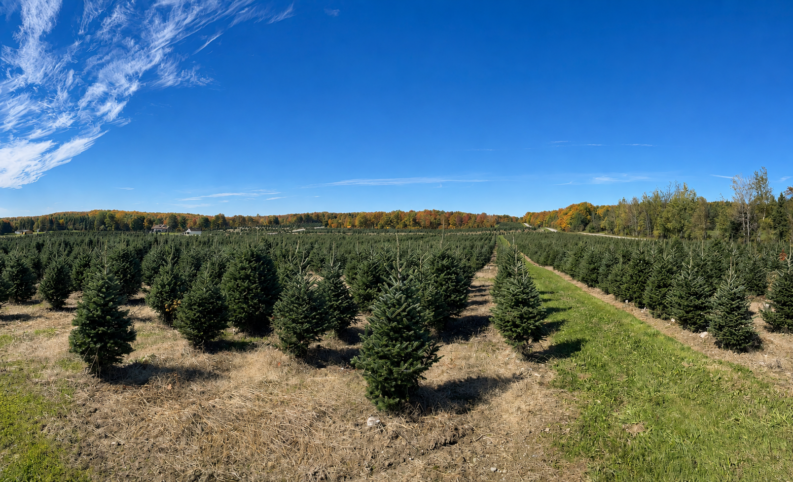 Family-owned wholesale Christmas tree farm in Quebec’s Eastern Townships