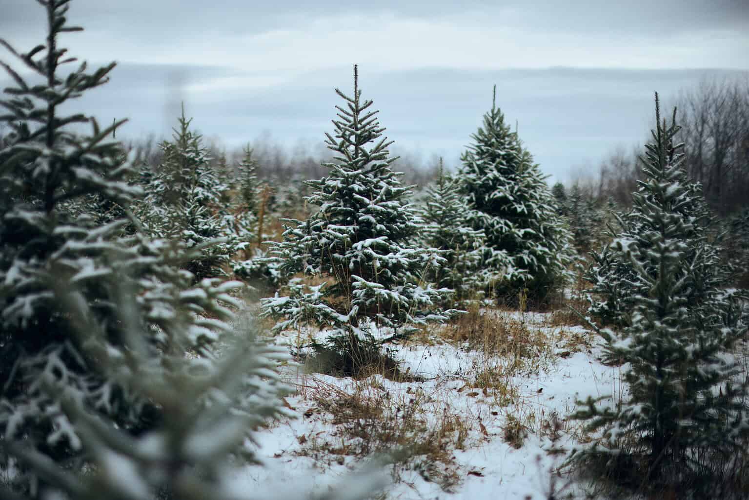 Christmas tree growers