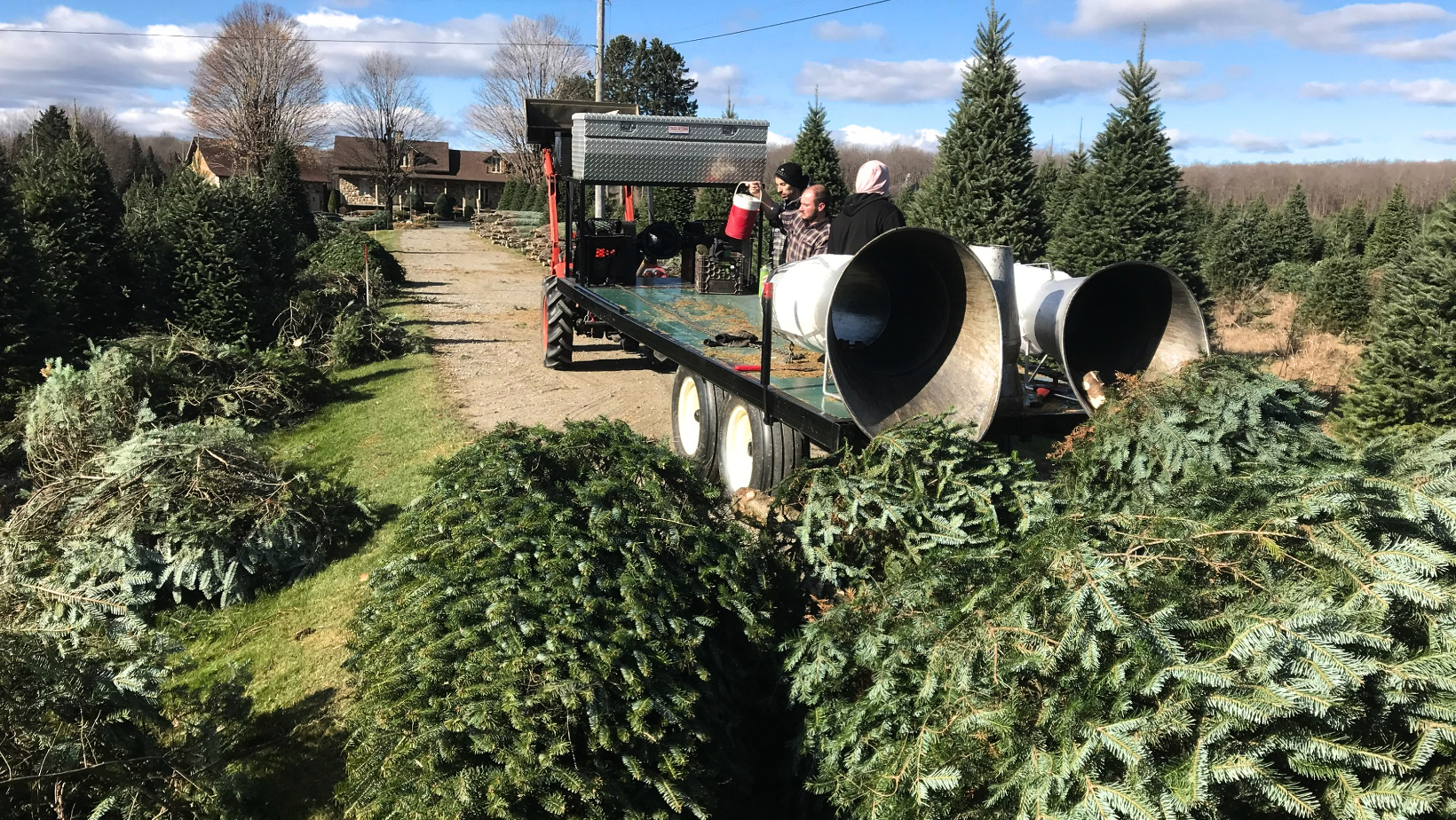 Christmas tree growers