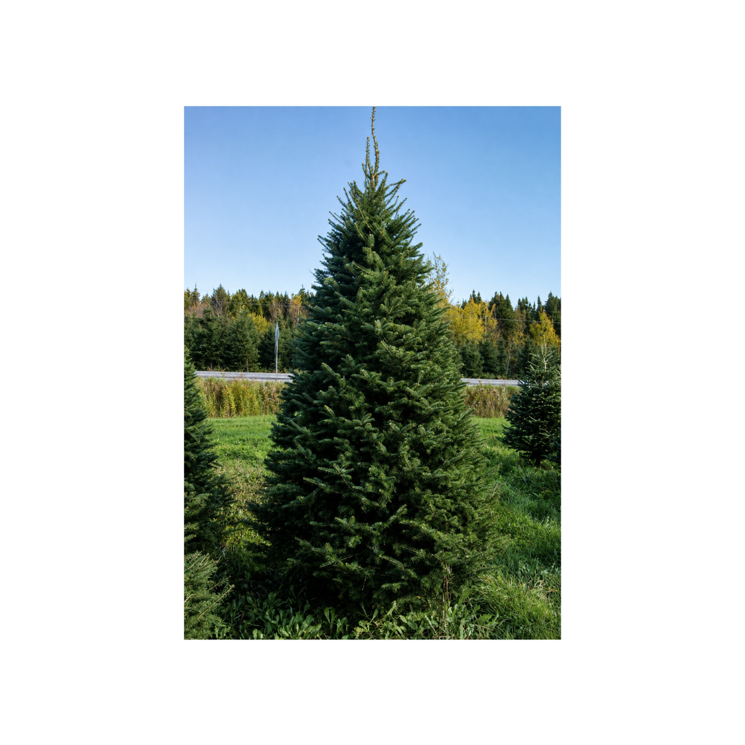 Christmas tree growers