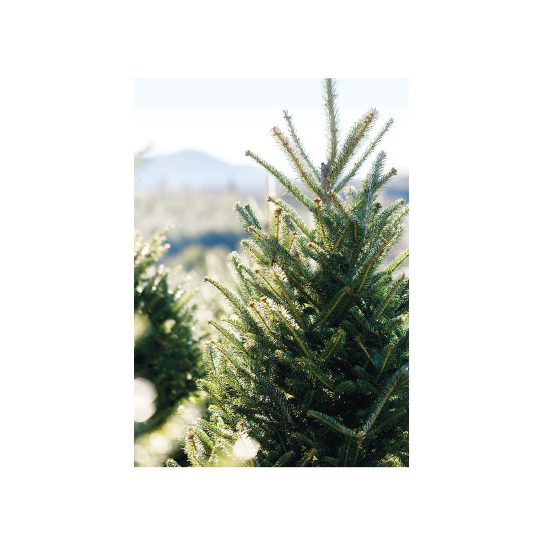 Christmas tree growers